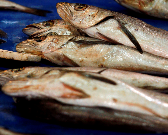  Pescadores Industriales del Biobío llaman a los consumidores a respetar la veda de la merluza y denunciar su venta ilegal