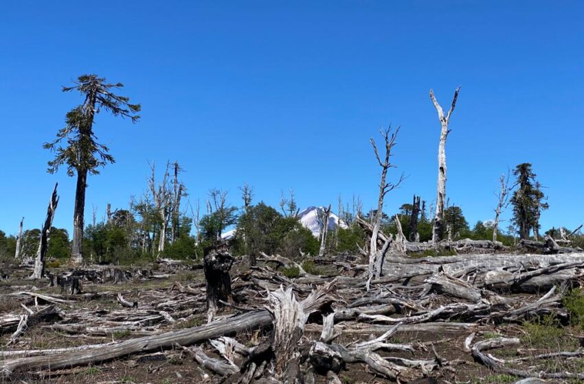  Universidad de La Frontera y Reserva La Fusta sellan alianza para recuperar más de 2 mil hectáreas de bosque nativo quemado