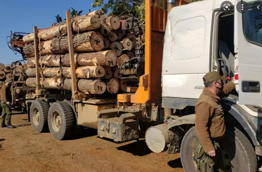  CORMA: robo de madera ha disminuido en un 82% en la zona centro sur del país