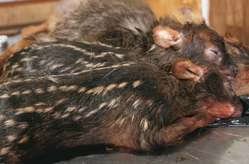  Tragedia de pudúes en Chiloé no cesa: Conmoción por muerte de hembra preñada y sus dos crías atacados por perros