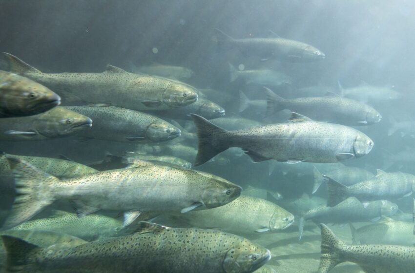  Investigación propone utilizar residuos del salmón para generar alimentos ricos en calcio