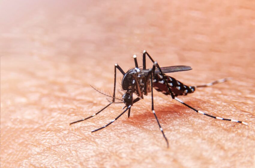 El cambio climático puede ser uno de los  factores en el aumento de casos de dengue