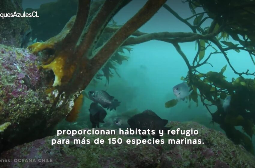  Hito a favor de la conservación marina: Campaña Bosques Azules suma miles de seguidores en Redes Sociales