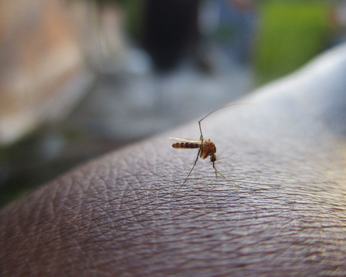  ¿Qué es el dengue y por qué preocupa a especialistas de salud?