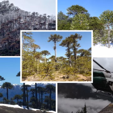 Emergencias simultáneas movilizan a equipos de rescate y combate de incendios en Melipeuco y Parque Nacional Conguillío