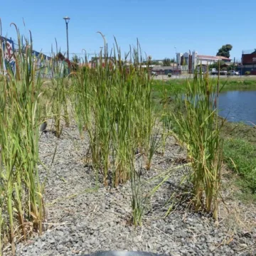 Los humedales construidos emergen como alternativa para enfrentar la crisis climática y restaurar ecosistemas