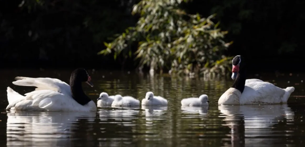 Nacen nuevos cisnes en la UdeC: llaman a proteger a los polluelos y evitar acercamientos