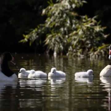 Nacen nuevos cisnes en la UdeC: llaman a proteger a los polluelos y evitar acercamientos