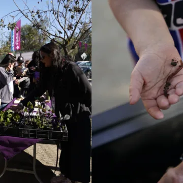 Pudahuel planta su primer Bosque Comestible con 100 árboles frutales para sus vecinos