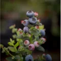 Berry House: la frescura que nace en los campos de Chile