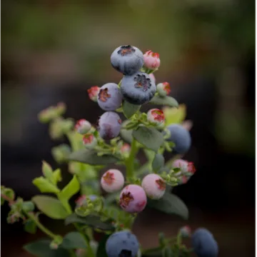 Berry House: la frescura que nace en los campos de Chile