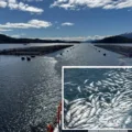 642 toneladas de salmones muertos en la Reserva Nacional Kawésqar: organizaciones exigen transparencia y sanciones