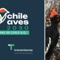 ChileAves-2030 financiará cuatro proyectos para proteger aves amenazadas en Chile