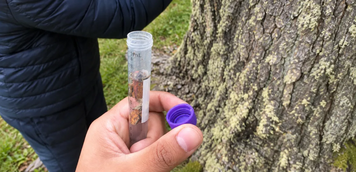 Científicos chilenos estudian la evolución de levadura silvestre en bosques patagónicos