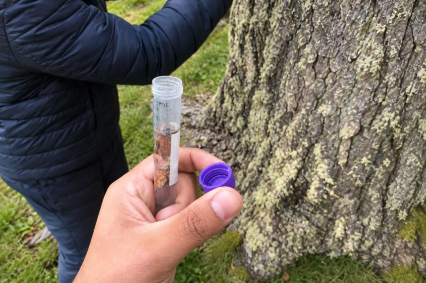 nucleo LiLi - investigacion levadura Científicos chilenos estudian la evolución de levadura silvestre en bosques patagónicos